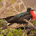 Great Frigatebird